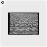 アートポストカード-Lettuce Rotting
 - ラッセル リー Postcard.