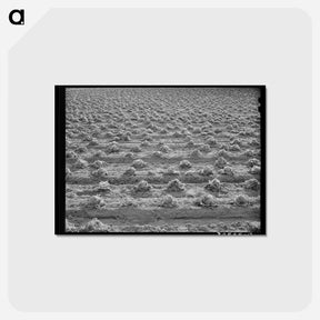 アートポストカード-Lettuce Rotting
 - ラッセル リー Postcard.