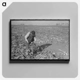 アートパネル-Topping Sugar Beets
 - ラッセル リー Canvas.