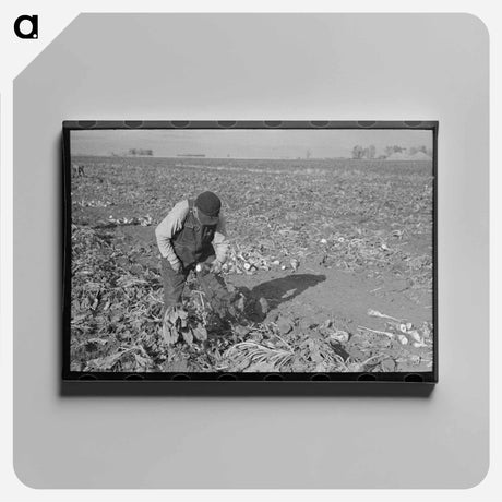 アートパネル-Topping Sugar Beets
 - ラッセル リー Canvas.