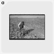 アートポストカード-Topping Sugar Beets
 - ラッセル リー Postcard.