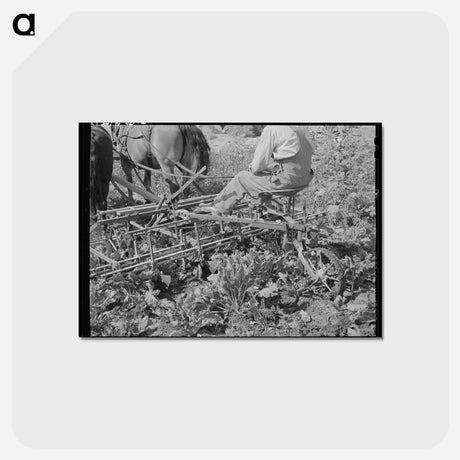 アートポストカード-Sugar Beet Farmer
 - ラッセル リー Postcard.
