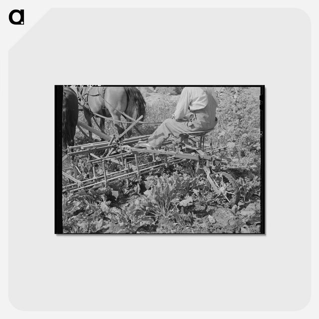 アートポストカード-Sugar Beet Farmer
 - ラッセル リー Postcard.