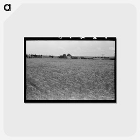 アートポストカード-Field of Wheat
 - ラッセル リー Postcard.