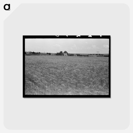アートポストカード-Field of Wheat
 - ラッセル リー Postcard.