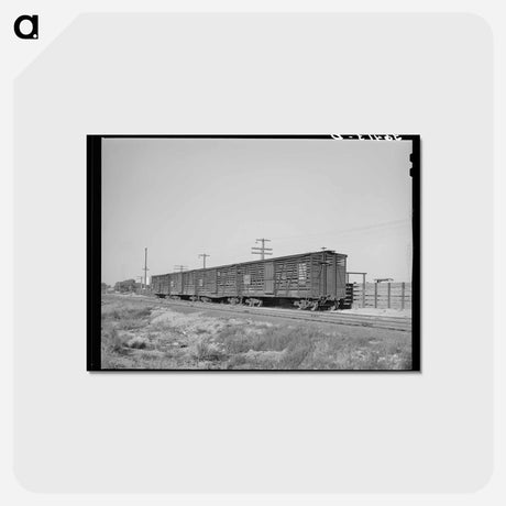 アートポストカード-Willcox Cattle Cars
 - ラッセル リー Postcard.