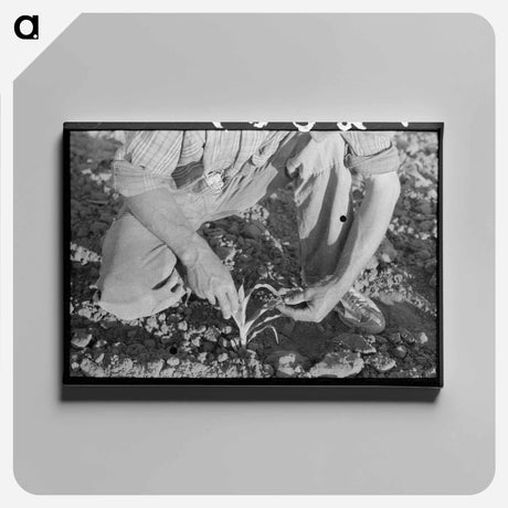 アートパネル-Farmer and Corn
 - ラッセル リー Canvas.