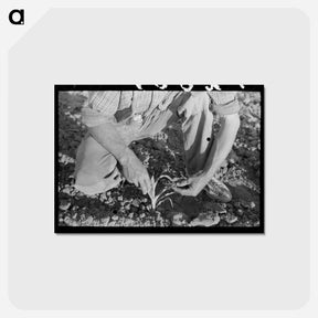 アートポストカード-Farmer and Corn
 - ラッセル リー Postcard.
