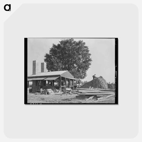 アートポストカード-Sorghum Plant, Lake Dick Project
 - ラッセル リー Postcard.