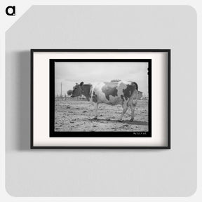 アートポスター-Guernsey Cow at Casa Grande Valley Farms
 - ラッセル リー Poster.