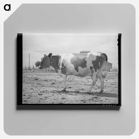 アートパネル-Guernsey Cow at Casa Grande Valley Farms
 - ラッセル リー Canvas.