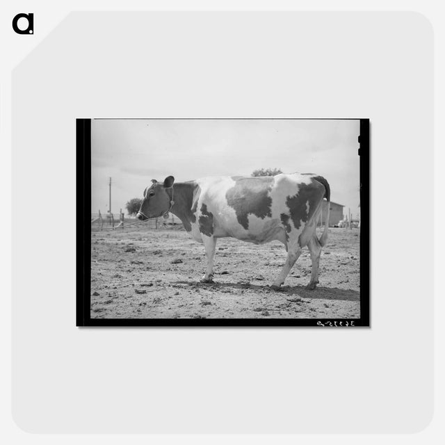 アートポストカード-Guernsey Cow at Casa Grande Valley Farms
 - ラッセル リー Postcard.