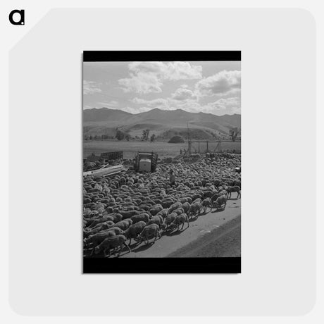 アートポストカード-Sheep in Grant County
 - ラッセル リー Postcard.