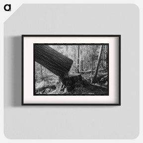 アートポスター-Falling a Tree, Long Bell Lumber Company
 - ラッセル リー Poster.