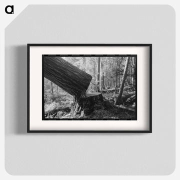 Falling a Tree, Long Bell Lumber Company
 - ラッセル リー Poster.