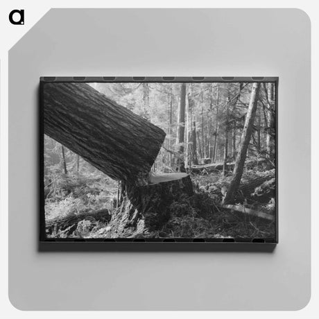 アートパネル-Falling a Tree, Long Bell Lumber Company
 - ラッセル リー Canvas.