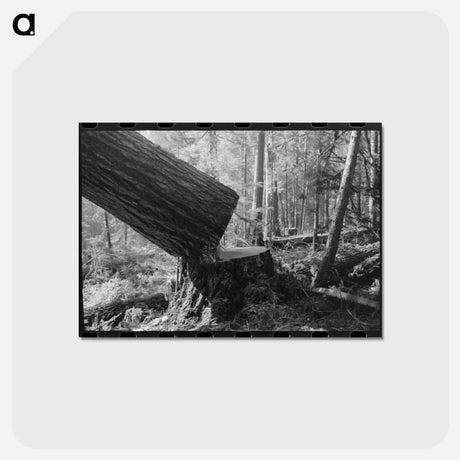 アートポストカード-Falling a Tree, Long Bell Lumber Company
 - ラッセル リー Postcard.