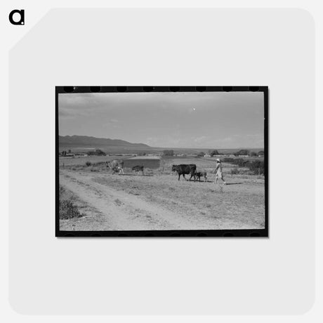 アートポストカード-Taos Pasture
 - ラッセル リー Postcard.