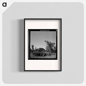 アートポスター-Craters of the Moon Trees
 - ラッセル リー Poster.
