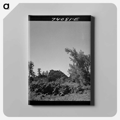 アートパネル-Craters of the Moon Trees
 - ラッセル リー Canvas.