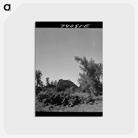 アートポストカード-Craters of the Moon Trees
 - ラッセル リー Postcard.