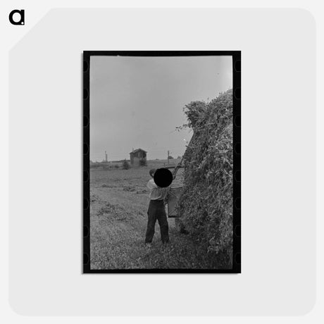 アートポストカード-Pea Vines
 - ラッセル リー Postcard.