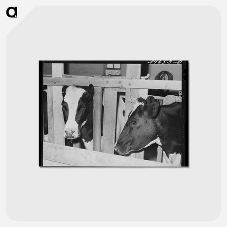 アートポストカード-Cows of Canyon County
 - ラッセル リー Postcard.