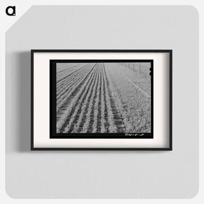 アートポスター-Guayule Seedlings Nursery
 - ラッセル リー Poster.
