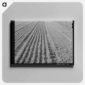 アートパネル-Guayule Seedlings Nursery
 - ラッセル リー Canvas.