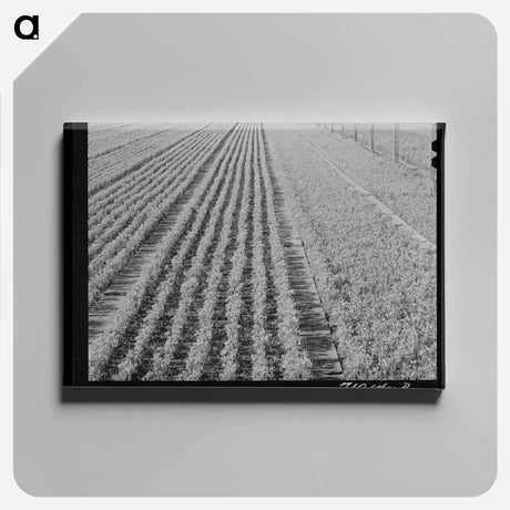 アートパネル-Guayule Seedlings Nursery
 - ラッセル リー Canvas.