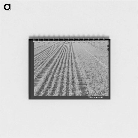 アートメモ帳-Guayule Seedlings Nursery
 - ラッセル リー Memo.