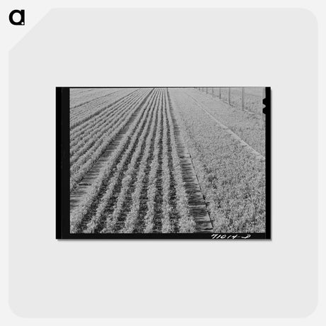 アートポストカード-Guayule Seedlings Nursery
 - ラッセル リー Postcard.