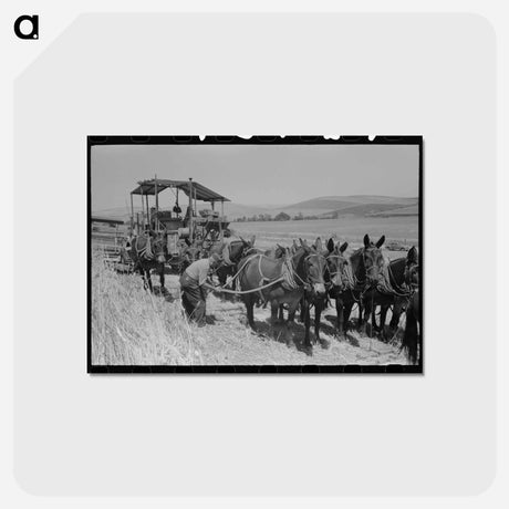 アートポストカード-Wheat Field Noon
 - ラッセル リー Postcard.