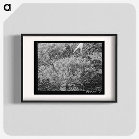 アートポスター-Guayule Plant
 - ラッセル リー Poster.