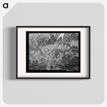 Guayule Plant
 - ラッセル リー Poster.