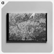 アートパネル-Guayule Plant
 - ラッセル リー Canvas.