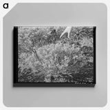アートパネル-Guayule Plant
 - ラッセル リー Canvas.
