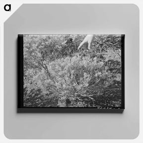 アートパネル-Guayule Plant
 - ラッセル リー Canvas.