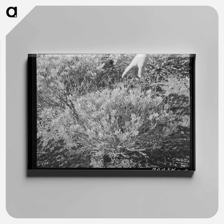 アートパネル-Guayule Plant
 - ラッセル リー Canvas.