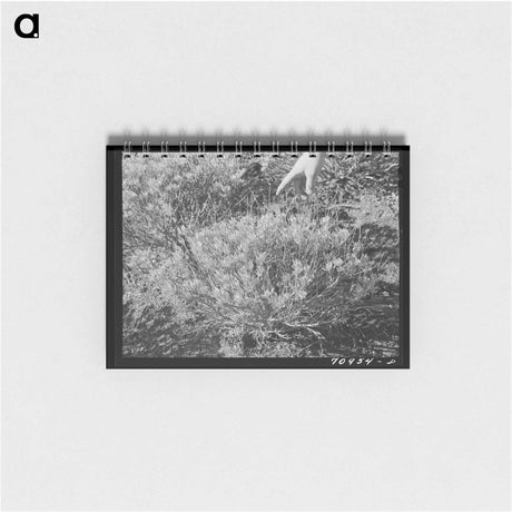 アートメモ帳-Guayule Plant
 - ラッセル リー Memo.