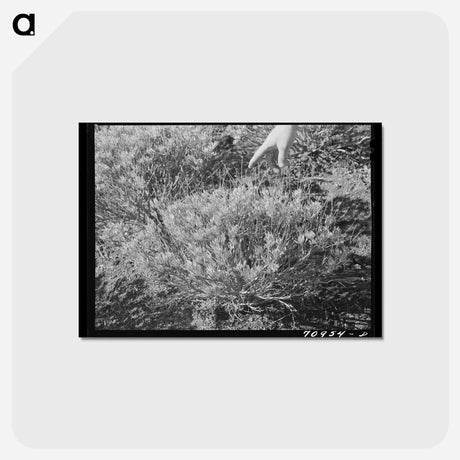アートポストカード-Guayule Plant
 - ラッセル リー Postcard.