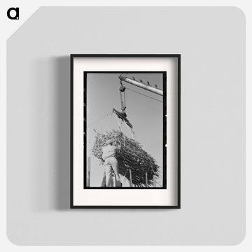 Sugar Mill Cane
 - ラッセル リー Poster.