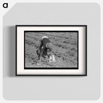 Berry Pickers of Hammond
 - ラッセル リー Poster.