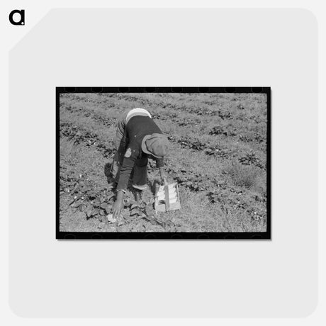 アートポストカード-Berry Pickers of Hammond
 - ラッセル リー Postcard.