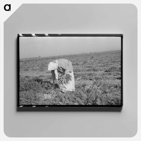 アートパネル-Mexican Girl, Carrot Worker
 - ラッセル リー Canvas.