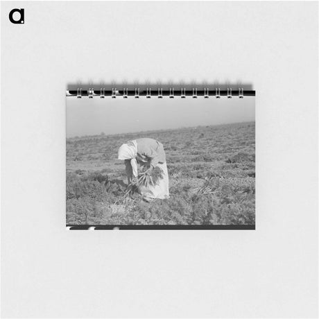 アートメモ帳-Mexican Girl, Carrot Worker
 - ラッセル リー Memo.