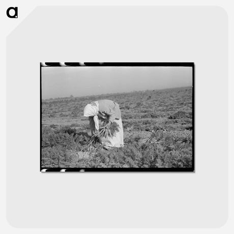 アートポストカード-Mexican Girl, Carrot Worker
 - ラッセル リー Postcard.