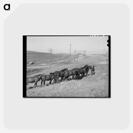 アートポストカード-Workhorses, Whitman County
 - ラッセル リー Postcard.