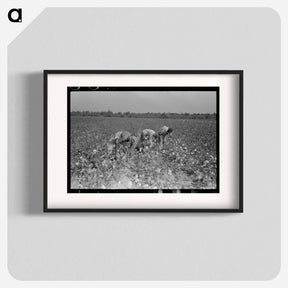 アートポスター-Picking Cotton, Lake Dick Project
 - ラッセル リー Poster.
