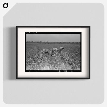 Picking Cotton, Lake Dick Project
 - ラッセル リー Poster.